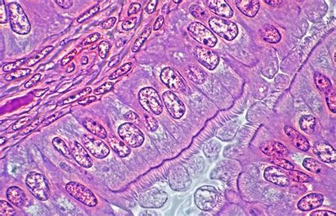 Ciliated Epithelium Lm Stock Image Science Source Images