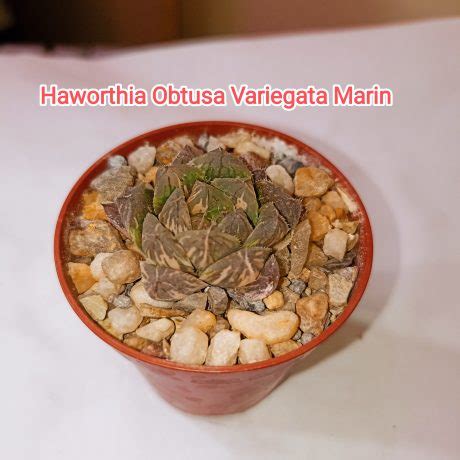 Товары — Страница 49 из 1687 — Cactus-shop