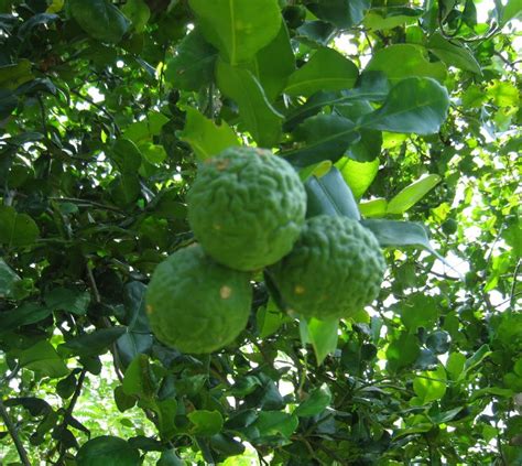 Kaffir Lime Plant Kaffir Lime Seedling Bare Root Kaffir - Etsy