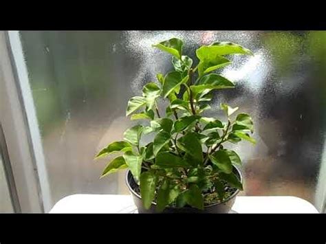 Бонсай из Сирени №1,2 и3. Начало работы.Часть 1. - YouTube