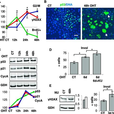Model for the Role of p53 in Proliferation and Differentiation of Human ...