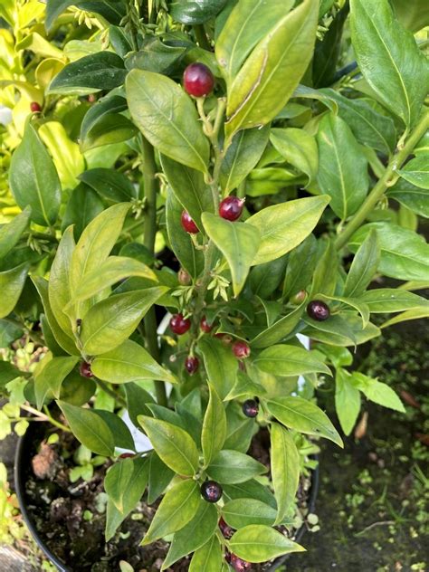 Sarcococca Confusa