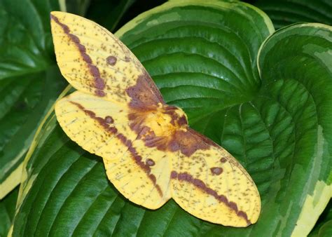 Imperial Moth Pictures - AZ Animals