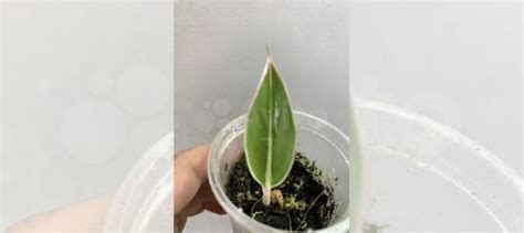 Комнатные растения купить в Томске | Товары для дома и дачи | Авито