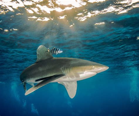 Oceanic Whitetip Shark (Carcharhinus longimanus) - ANGARI Foundation