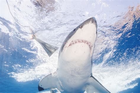 Shark Tracker Goes 'Crazy' Monitoring Great Whites on East Coast - Newsweek