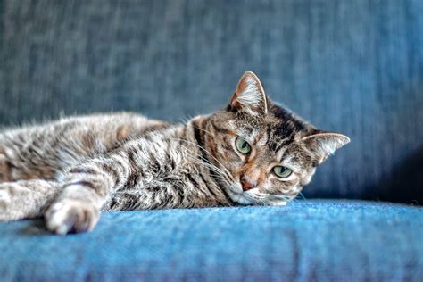 Animais de estimação para apartamento como escolher Senhor Gato