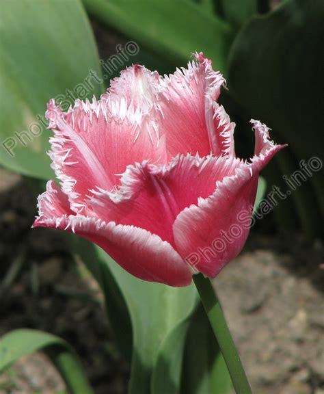 Фото "Розовый бахромчатый тюльпан Бэлл Сонг (Bell Song)." :: ФотоСтарт ...