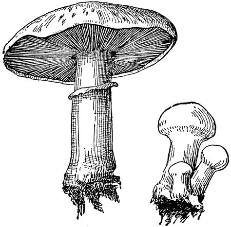 Agaricus Campestris | ClipArt ETC