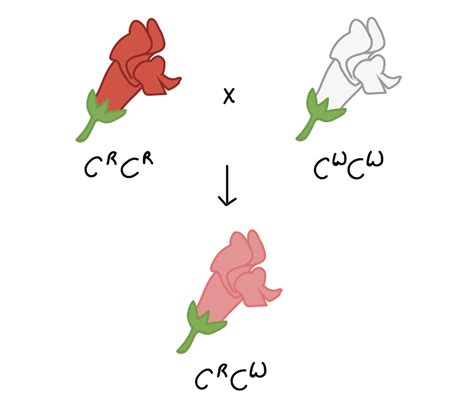 Dominância Completa E Incompleta