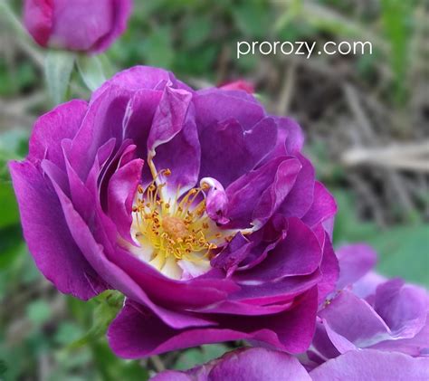 Rhapsody in Blue | prorozy.com
