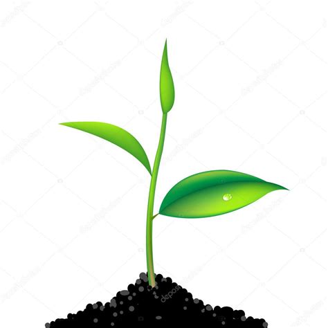 Green Sprout — Stock Vector © Barbaliss 5337499