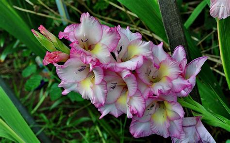 Pink And Yellow Gladiolus Wallpapers Wallpaper Cave