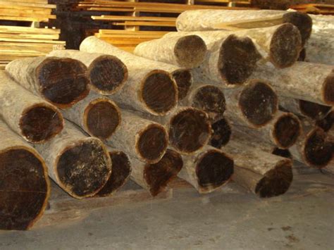 Твердые породы древесины: какие это?