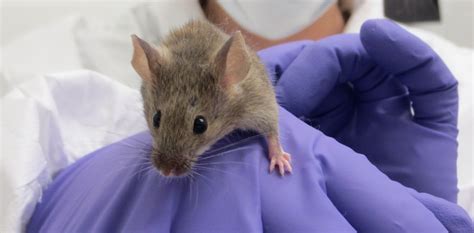 Longevity Gene From Naked Mole Rats Extends Lifespan Of Mice Humans Are Next Superinnovators