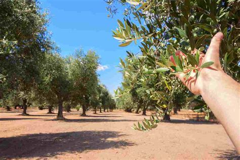 Puglia Preoccupante Segnale Del Cambiamento Climatico L Avviso Di