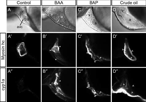 Differential Activation Of The Aryl Hydrocarbon Receptor Ahr Pathway