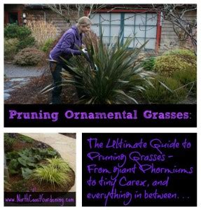 Pruning Ornamental Grasses The Ultimate Guide North Coast Gardening