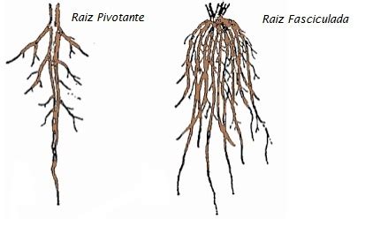 Raiz Fasciculada - Raizes Fasciculadas