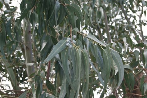 Gommier à Petites Feuilles Eucalyptus Parviflora