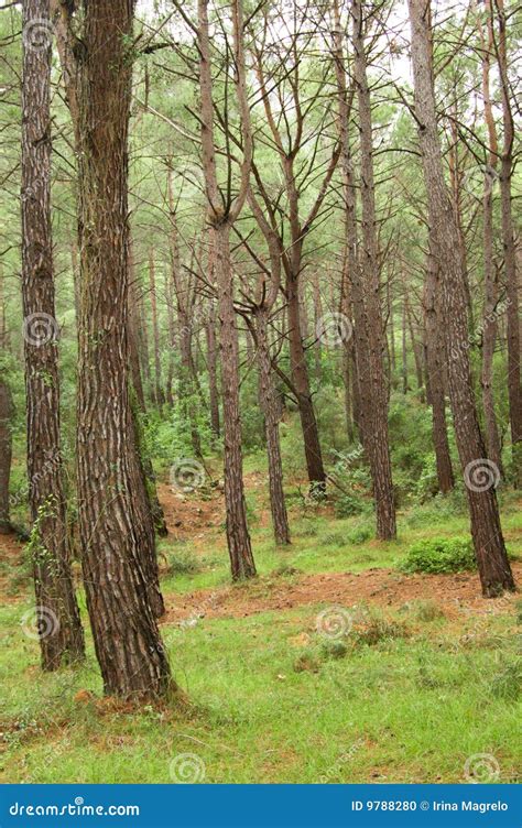 Southern Pine Tree Wood Stock Photo Image Of Morning 9788280