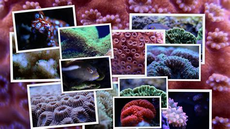 Aqua Reef Central added a new photo —... - Aqua Reef Central