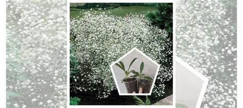 Гипсофила махровая многолетняя купить в Оренбурге | Товары для дома и ...