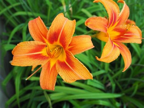Hemerocallis lilenik is een geslacht van planten van de Lilaynikov ...