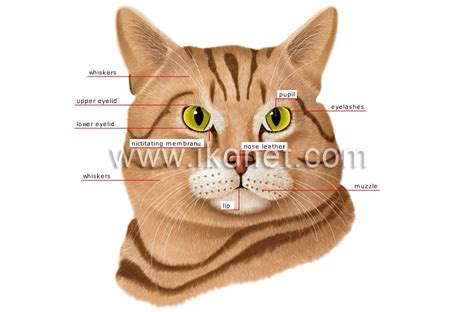 Animal Kingdom Carnivorous Mammals Cat Cats Head Image Visual