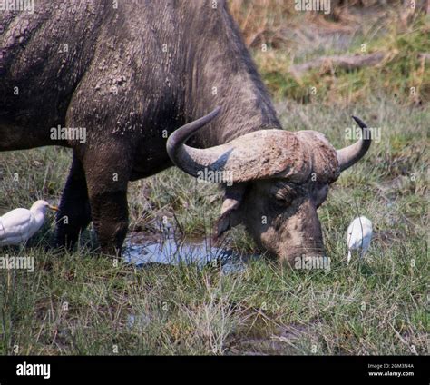 Cape Buffalo In Kenya Stock Photo Alamy
