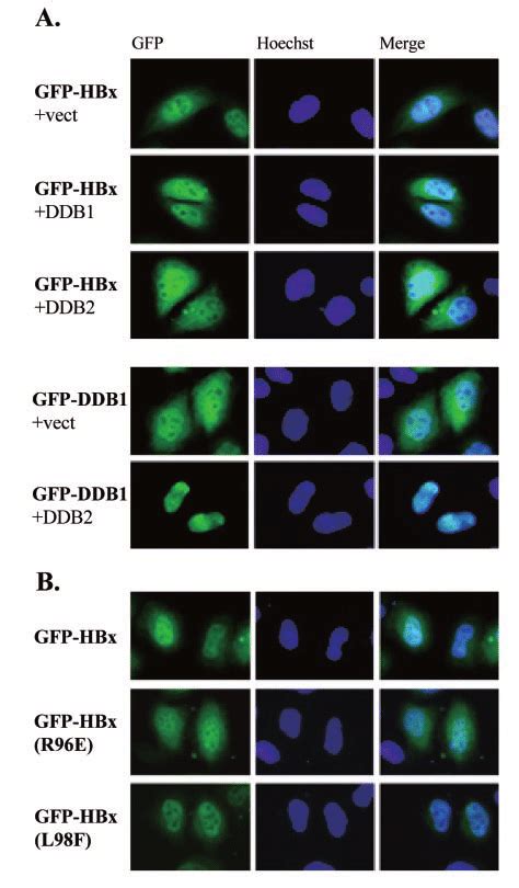 Nuclear Localization Of HBx Occurs Independently Of UV DDB A