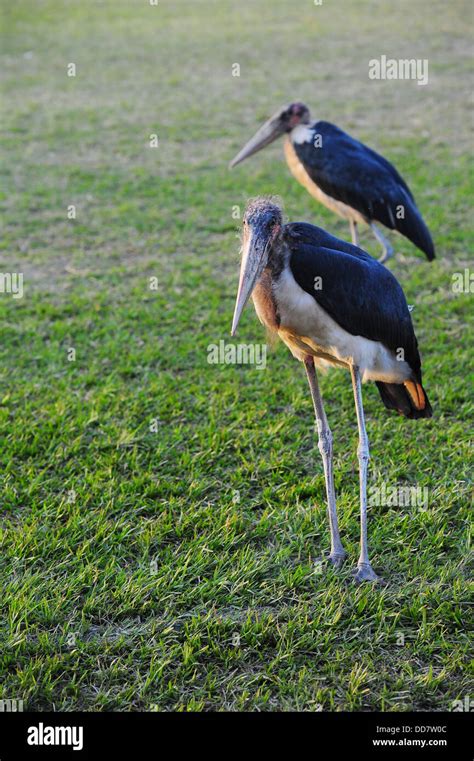 A Marabou Stork At Kyadondo Rugby Club Kampala Uganda Stock Photo Alamy