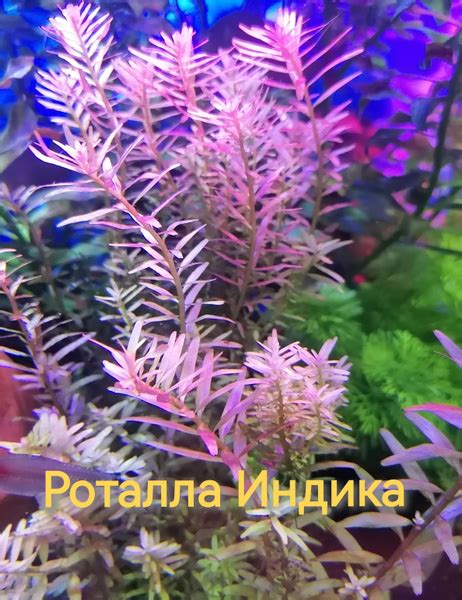 Роталла Индика, живое растение+ подарок - купить с доставкой по ...
