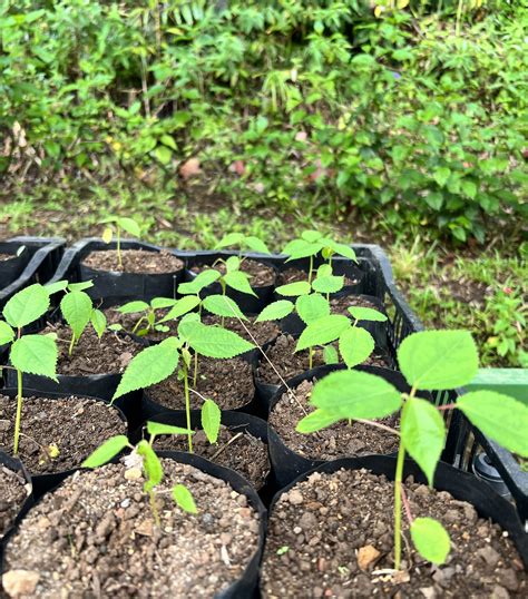 Greenhouse Expansion Will Lower The Future King Trumpet Price - RYZE Superfoods