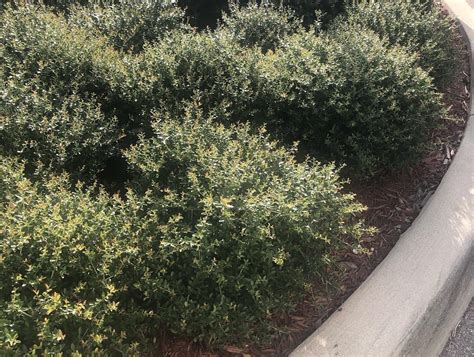 Dwarf Yaupon Holly Ilex Vomitoria Schillings Dwarf — Florida Native