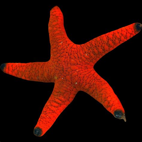 Red Starfish (FROMIA RUBRUM) – Aquarium Fish Depot