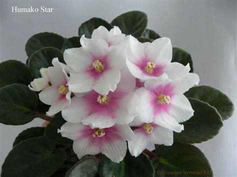 Фиалка хумако - 88 фото