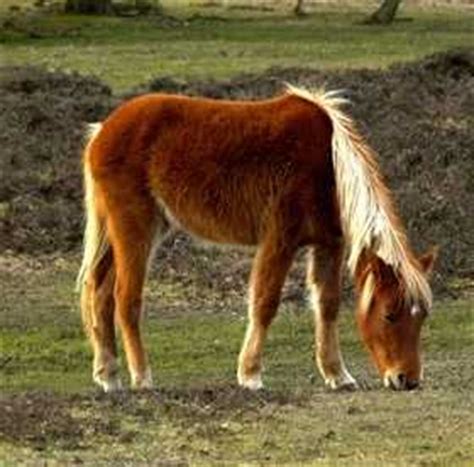 El poni new forest - ComoCriar.org