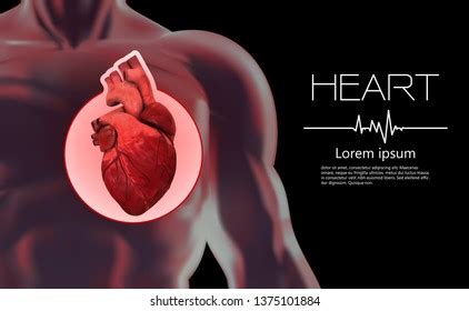 Anatomy Human Heart Location Heart Human Stock Vector (Royalty Free ...