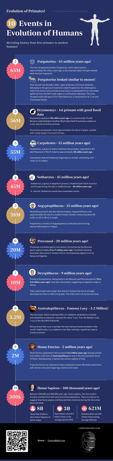 Infographic containing evolution from earliest primates to Homo Sapiens. It's rather interesting ...