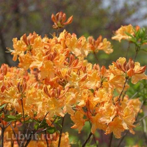 Рододендрон (азалия) Голден Лайтс (Golden Lights): описание, фото ...