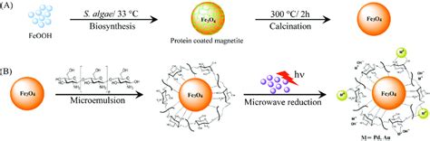 Schematic Representation Of Synthesis Of Biogenic Magnetic