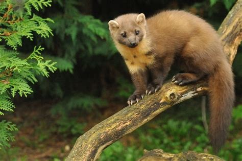 Создать мем "куница фото, куница харза, куница" - Картинки - Meme ...