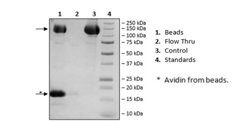 Vegfr Kdr Avi Tag His Tag Biotin Labeled Recombinant