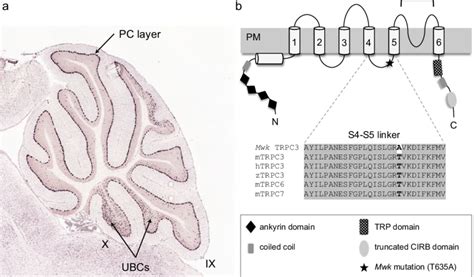 A TRPC3 MRNA Expression In The Adult Cerebellum TRPC3 Is Predominantly