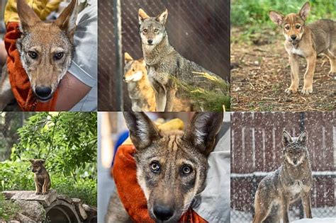 Help Name These Adorable Red Wolf Pups At Sioux Falls Zoo