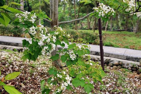 雲林│四月桐花雪紛飛，來去荷苞山桐花公園赴一場如雪的花事 輕旅行