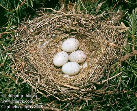 birds eggs nest Carduelis chloris Greenfinch Grünling