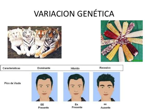 BiologÍa Celular Fuentes De Variación Genética