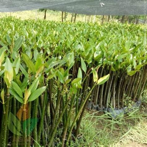 Jual Tanaman Bakau Mangrove Isi 3 Pcs Siap Pajang Shopee